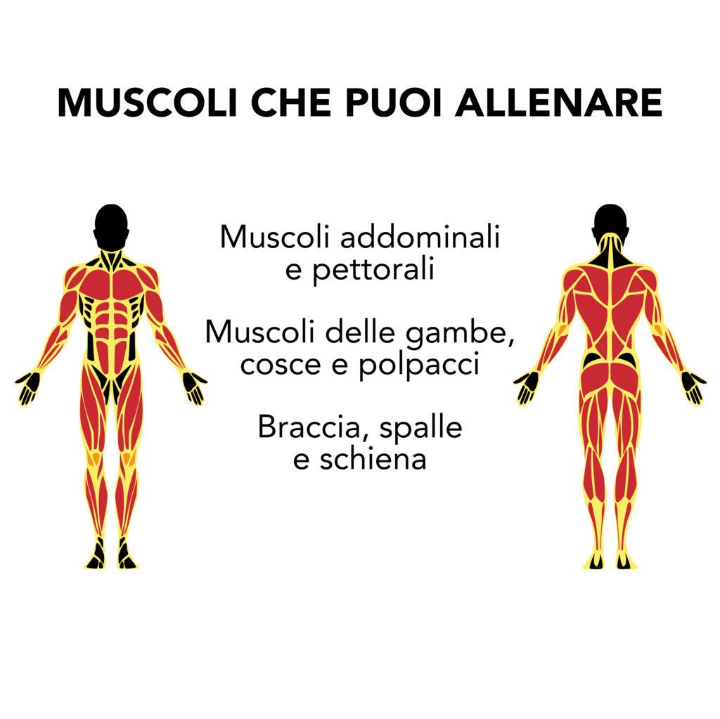 Double AB Roller - GYMMI